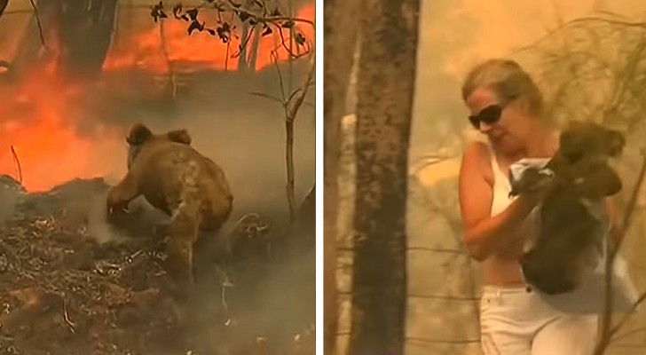 Australia: questa donna è corsa tra le fiamme per salvare un koala ustionato in difficoltà