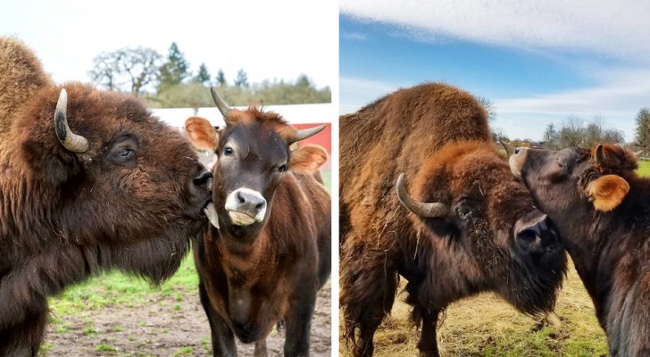 Un bisonte cieco allontanato da tutti gli animali stringe un'improbabile amicizia con una giovane mucca