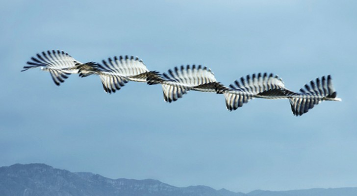 Deze fotograaf vangt zwermen vogels alsof ze fascinerende bewegende sculpturen zijn