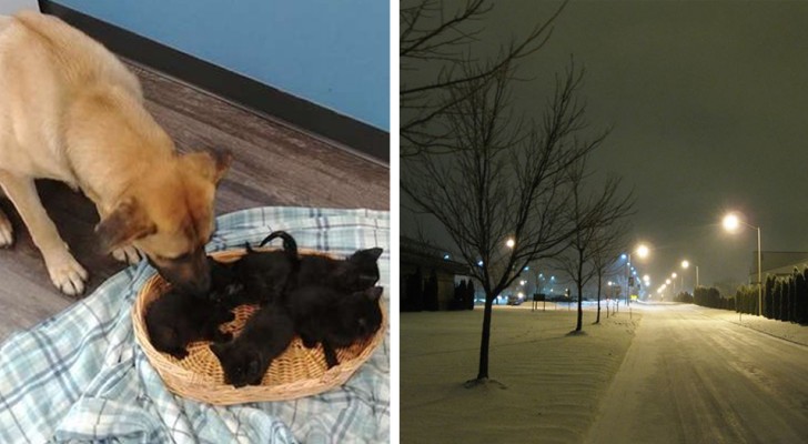 Den här gatuhunden hittades i snön ihopkurad för att skydda små nyfödda kattungar