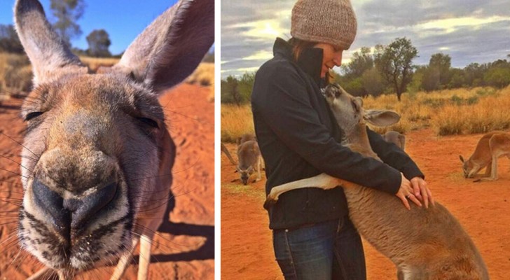 Jeden Tag umarmt dieses verwaiste Känguru die Freiwilligen des Tierheims, die vor 12 Jahren sein Leben gerettet haben