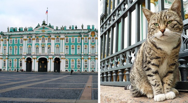 I gatti dell'Ermitage: da più di 200 anni proteggono il prestigioso Palazzo dall'invasione dei topi