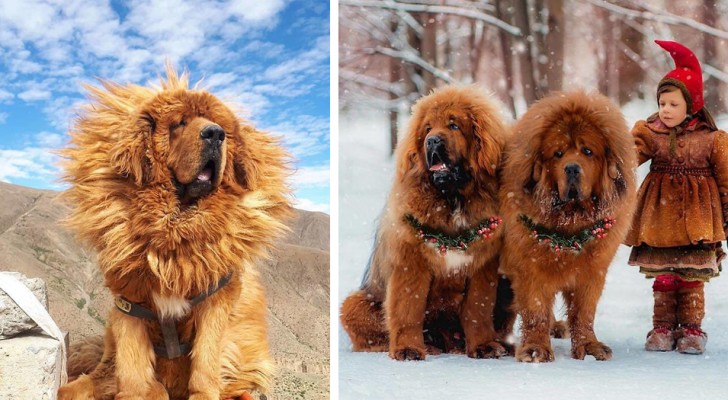 Diese 18 Fotos zeigen, dass die tibetanische Dogge einer der größten Hunde der Welt ist