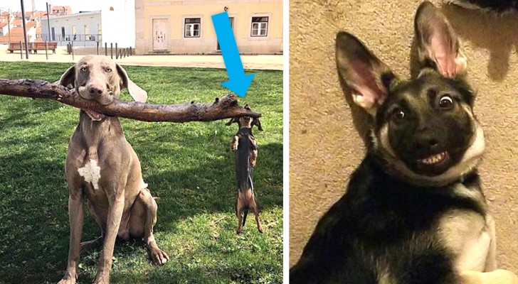 13 hilarische foto's van honden die ze in al hun hilariteit laten zien
