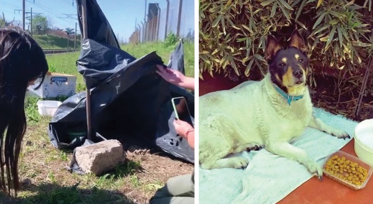 Den här hunden levde bredvid tågrälsen under en hel månad i väntan på sin försvunna ägare