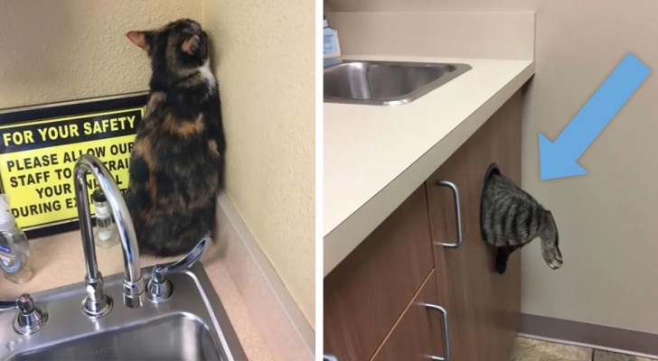 15 foto mostrano le reazioni più buffe dei gatti che tentano di nascondersi pur di non andare dal veterinario