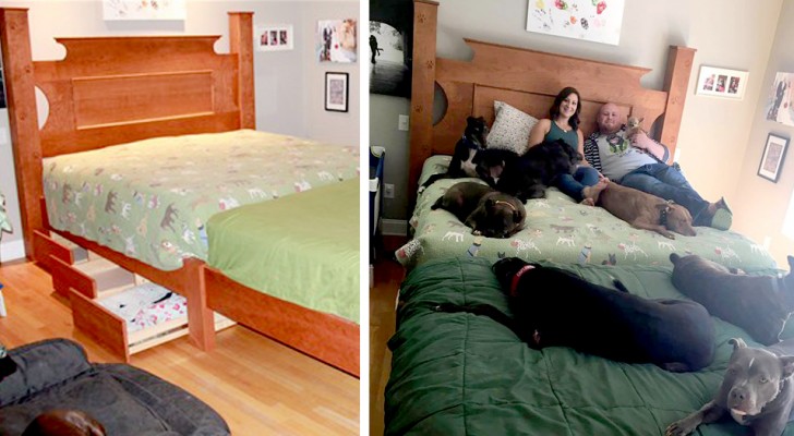 This couple has built a special bed for all the dogs saved from animal shelters that now live with them at home