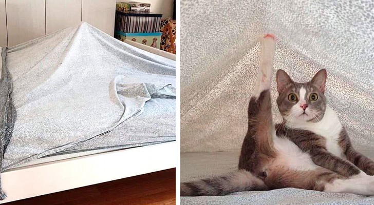 20 photos qui confirment à quel point nos chats domestiques ont un étrange sens de l'humour