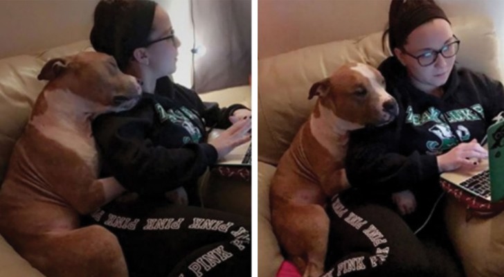 An abandoned pit bull cannot stop embracing the young woman who adopted him from an animal shelter