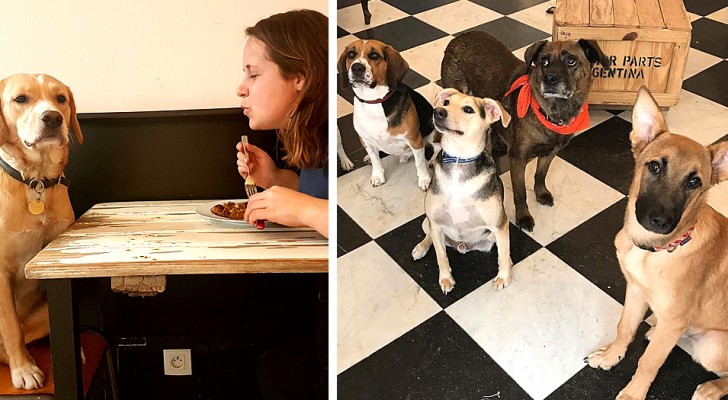 Ce café français permet aux clients de se faire des amis avec des chiens abandonnés et de les adopter