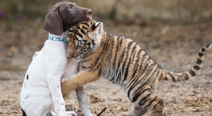 Depois de ter sido abandonado pela mãe, este filhote de tigre encontrou afeto e amizade em um cachorrinho