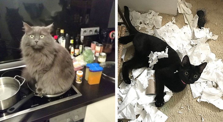 12 photos of naughty cats who display to everyone their mischievous destructive tendencies