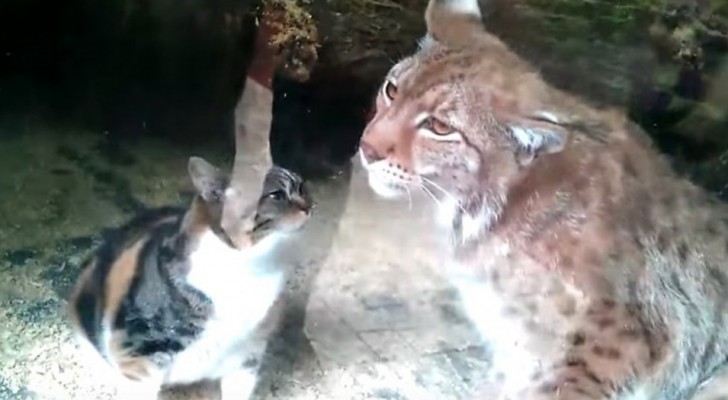 Een zwerfkat belandt per ongeluk in een kooi voor lynxen: tussen de twee ontstaat een onverwachte vriendschap
