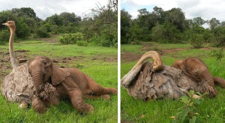 El elefantito huérfano es llevado a un refugio donde encuentra el afecto de un avestruz que cree de ser un elefante