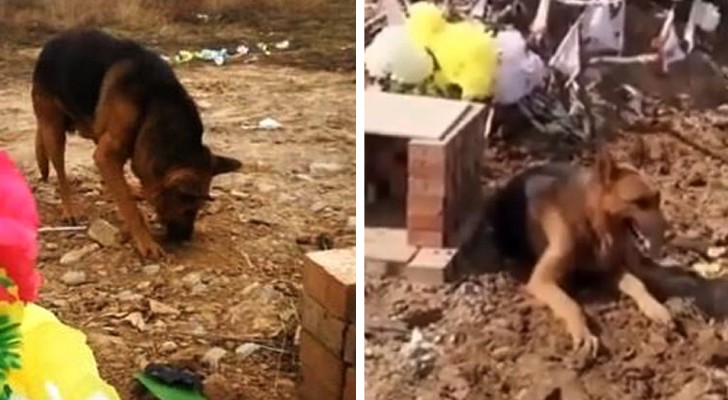 A German shepherd dog digs desperately where his owner has been buried