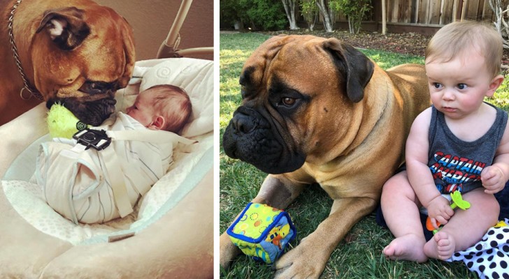 Dieser riesige Hund ist das perfekte Kindermädchen: Jedes Mal, wenn er das Baby weinen hört, bringt er ihm ein Spielzeug, um es zu beruhigen
