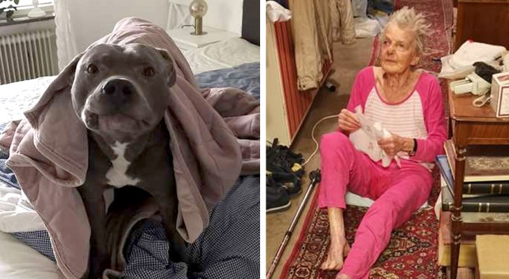 This elderly woman was afraid of her neighbor's pit bull dog but when she fell in her house, the dog saved her life