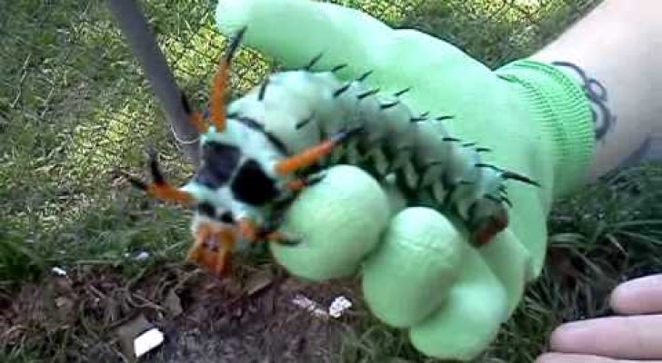 An awesome surprise in the garden: here comes the biggest caterpillar of north america