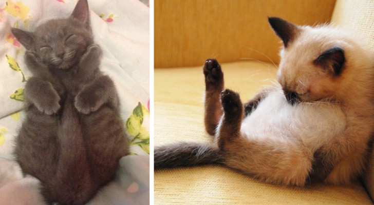 18 foto di gatti che si sono addormentati nelle posizioni e nei luoghi più assurdi