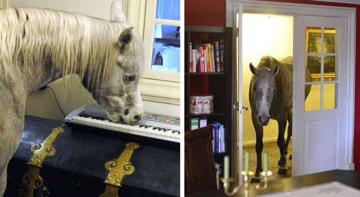 A horse enters a stranger's house and its owner confirms that the animal loves indoor spaces