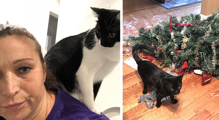 Diese 12 Fotos zeigen, was es bedeutet, mit einer zerstörerischen Katze im Haus zu leben