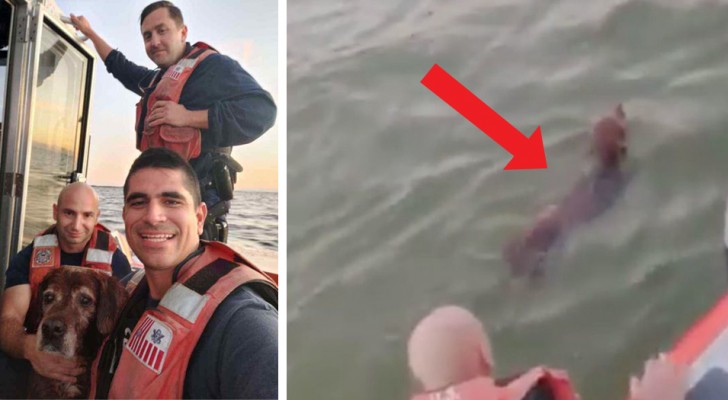 A Guarda Costeira salva um cachorro em dificuldade que estava nadando em mar aberto