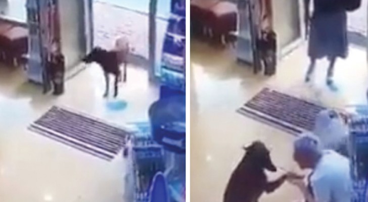 En gatuhund kommer in på ett apotek för att få vård - scenariot filmades av övervakningskamerorna