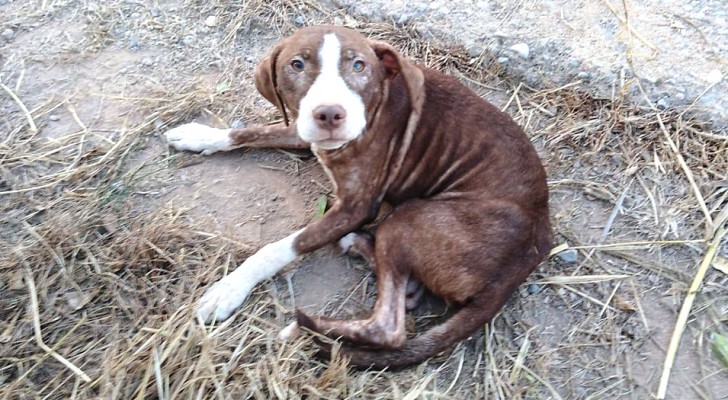 Este perro callejero ha estado toda la noche cerca de un hombre enfermo de Alzheimer que se había perdido