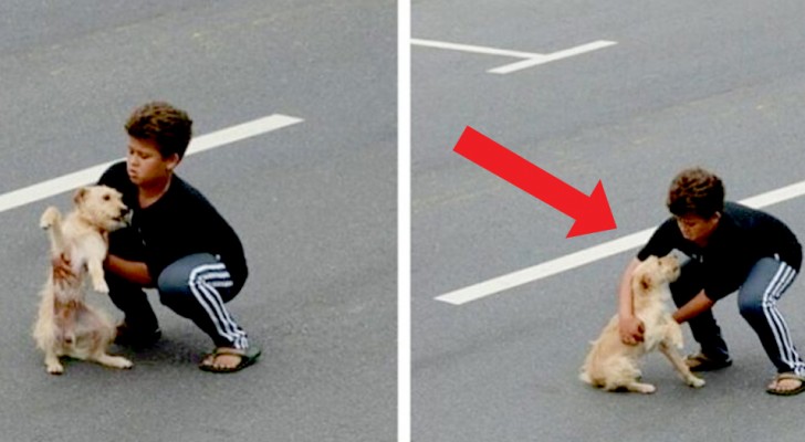 Quelqu'un renverse un chien sur la route : ce garçon de 11 ans n'y réfléchit pas à deux fois et se jette pour le secourir 