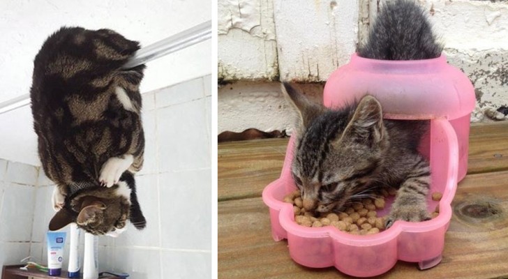 16 foto's die alle sympathie van katten laten zien die zich in absurde situaties en posities bevinden