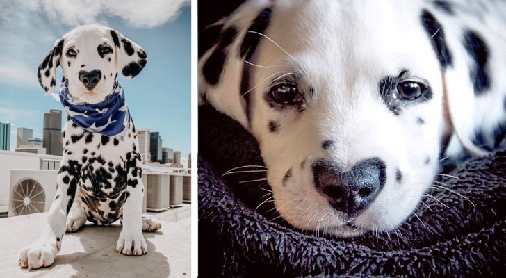 Wiley, de Dalmatiër geboren met een hart op zijn neus die een echte beroemdheid is geworden