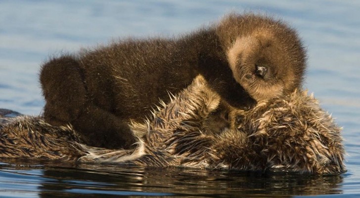 L'amore materno non ha limiti: questa dolce foto ritrae mamma lontra che protegge il suo cucciolo dal freddo