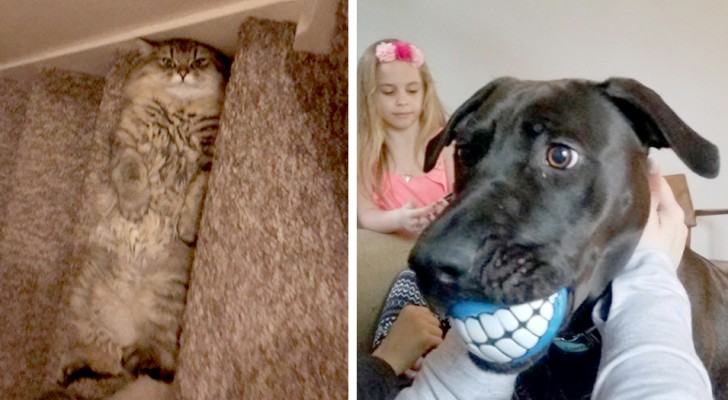 18 photos qui ont immortalisé nos animaux de compagnie dans des moments inimaginables
