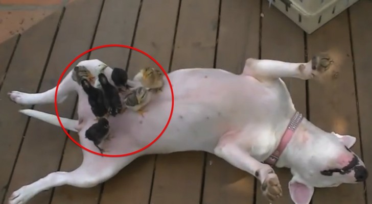 Dit is wat er gebeurt met een Bull Terriër als moederfiguur