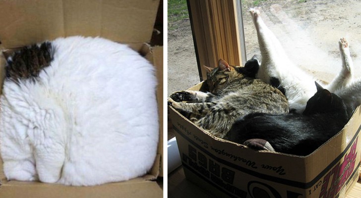 I gatti adorano accoccolarsi nelle scatole di cartone perché riduce il loro stress: queste 9 foto lo confermano