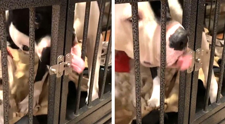 Dal veterinario, questo cane ha utilizzato la lingua per aprire la porta della sua gabbia