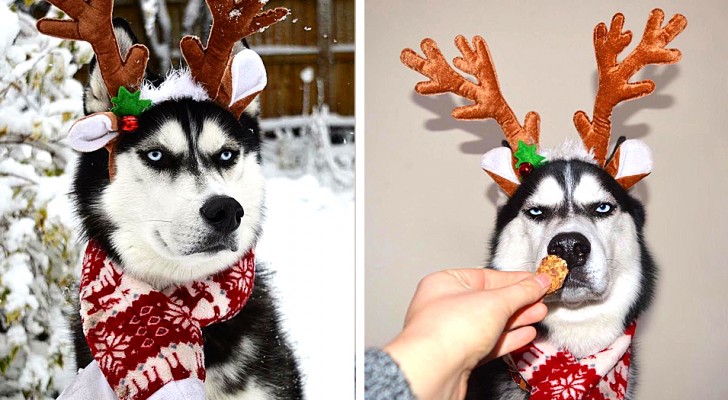Dieser Husky hat die Weihnachtsbilder "ruiniert", indem er einen wirklich wütenden Ausdruck zeigte