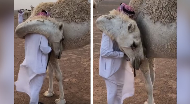 This man returned home desperate after losing a son and his camel comforts him with a warm hug