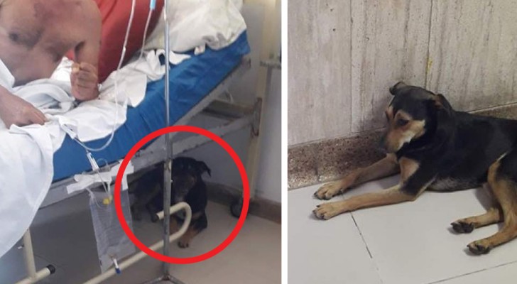 Estes dois cachorros seguiram o seu dono dentro do hospital, para não deixá-lo sozinho depois de uma operação