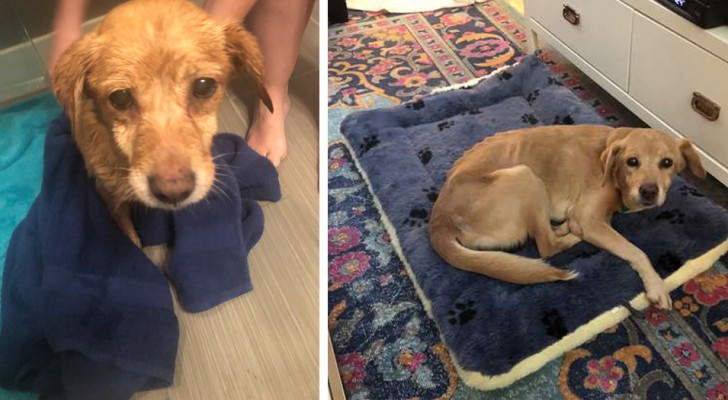 A man accidentally leaves the door open at night and finds a dog in the living room and in the end, he adopts it