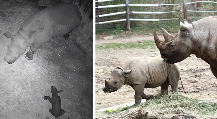 In questo zoo è nato il primo rinoceronte nero della Francia: una speranza per la sopravvivenza della specie