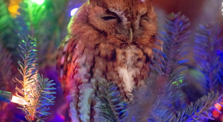 Questa famiglia ha scoperto che un vero gufo si nascondeva nel loro albero di Natale