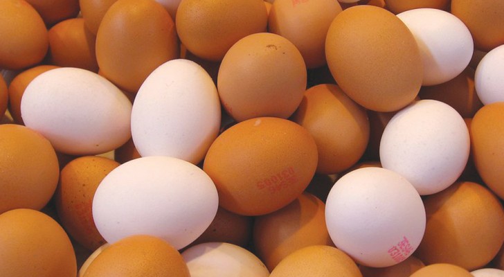 Contrairement à ce que l'on croit, les œufs blancs et bruns ont la même valeur nutritive