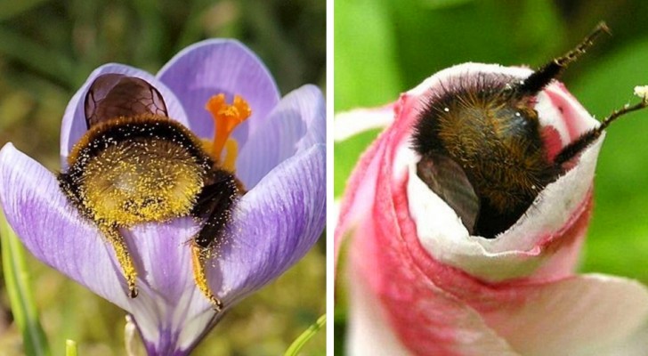 17 mooie foto's van hommels die in slaap vielen in de bloemen met hun "achterkant" bedekt met stuifmeel