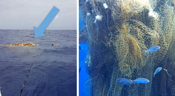 Er werd een enorm drijvend visnet gevonden: er zitten tientallen haaien in verstrikt