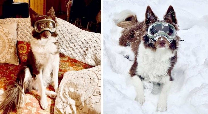 Fanno indossare al cane gli occhiali da sci: quando si rende conto che può guardare sotto la neve impazzisce di gioia
