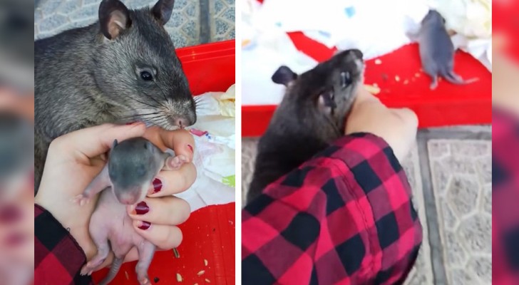Deze huiselijke rat lijkt de hand van haar baasje te pakken om haar haar kleintjes te laten zien