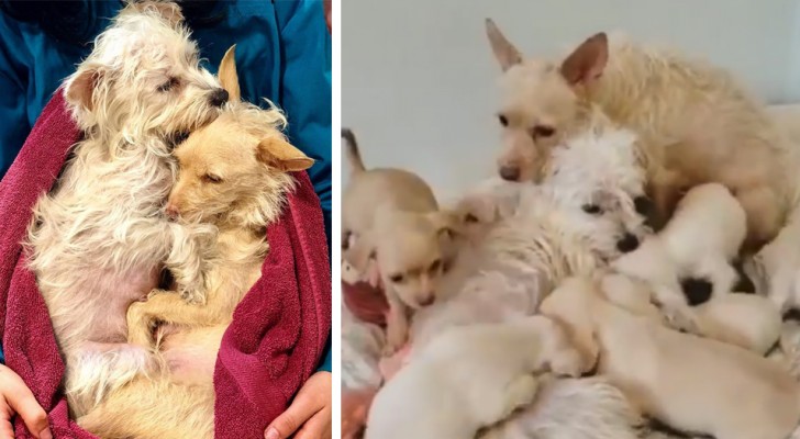 Two dogs joined forces to take care of their puppies and survive on the street
