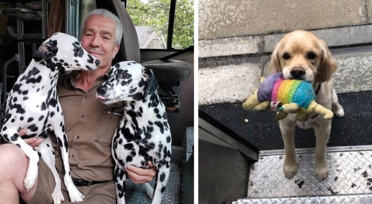 Sur cette page Facebook, les coursiers UPS publient les photos des chiens qu'ils rencontrent lors des livraisons
