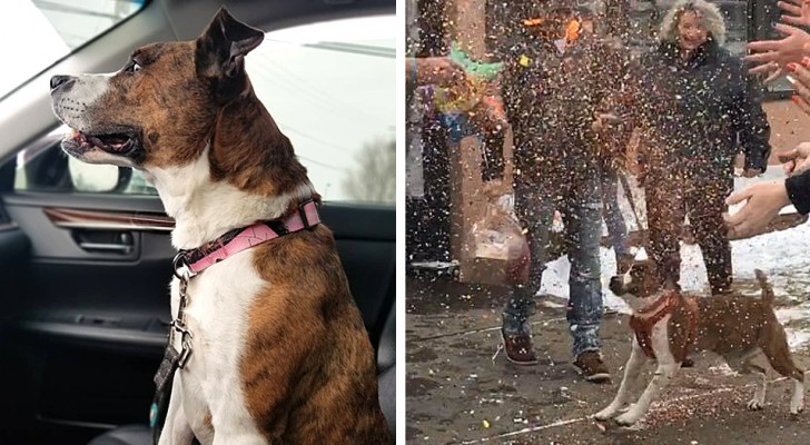 Adopted after 500 days in an animal shelter, this dog was given a big farewell party